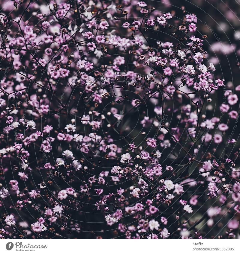 lila Bodendecker Steingartenpflanze Steinkraut Alyssum Blüten blühen Blütenteppich Blumenteppich Bienenweide Duftpflanze Blümchen Lilafarben Staude