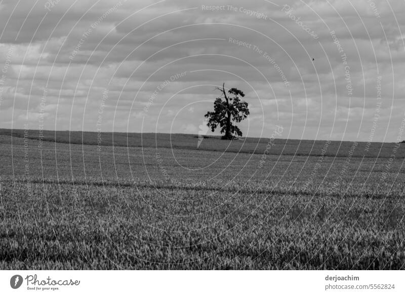 Ein Baum alleine auf weiter Flur Landschaft einsam Himmel baum im Freien schön Hintergrund Natur Umwelt Ansicht Feld malerisch ländlich Menschenleer