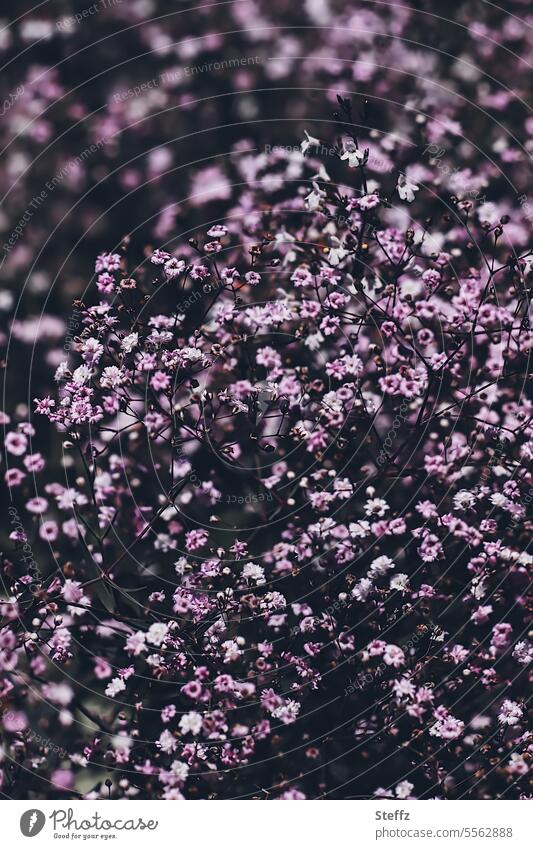 lila Steinkraut Alyssum Bodendecker Blüten blühen Steingartenpflanze Bienenweide Duftpflanze Staude Bodendeckerpflanze Gartenpflanzen Sommerpflanze Kreuzblütler