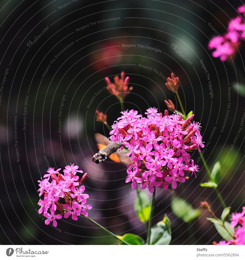 ein Taubenschwänzchen im Anflug Nachtfalter Taubenschwanz Karpfenschwanz tagaktiv Macroglossum stellatarum Wanderfalter Kolibrischwärmer Schmetterling