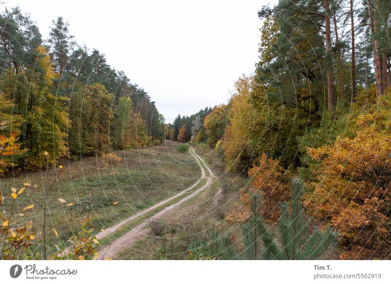 eine Wegschneise im Herbstwald Wald Wege & Pfade Schneise Brandenburg Außenaufnahme Menschenleer Baum Natur Landschaft Farbfoto Tag Umwelt Straße