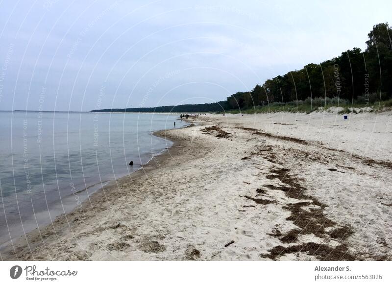 Strand an der Ostsee mit Wald auf den Dünen Ufer Meer Wasser Steinstrand Bäume Küste Schleswig-Holstein Ostseeküste