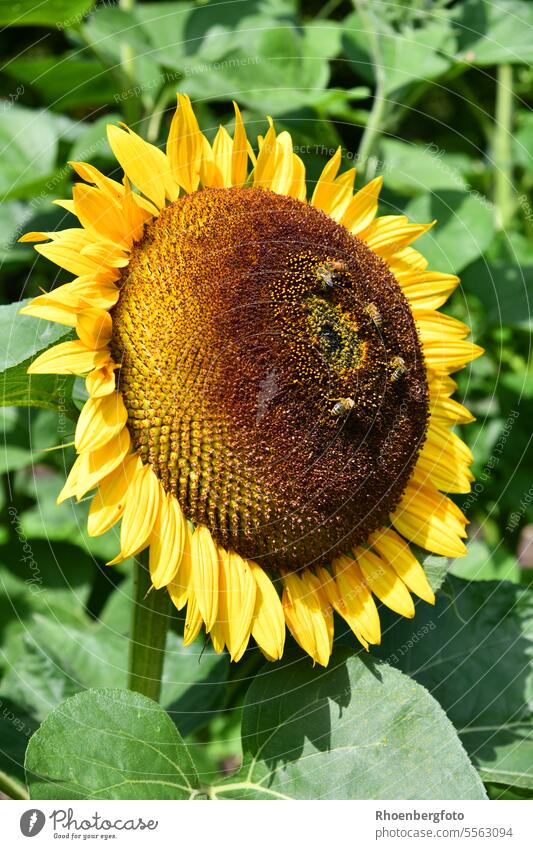 Blüte einer großen Sonnenblume deren Wärme die Insekten magisch anzieht Sonnenblumen gelb Blume warm Bienen Honig blühen Pflanze pflanzen Garten Gartenarbeit