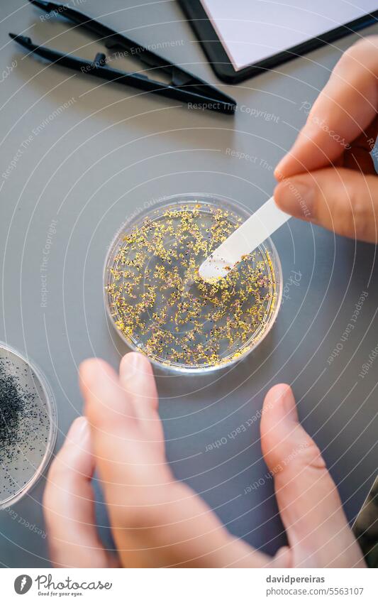Eine Chemikerin nimmt eine Probe von Mikroplastik aus einem goldenen Glitter auf einer Petrischale im Labor Frau Hände unter Kunststoff Nanokunststoffe