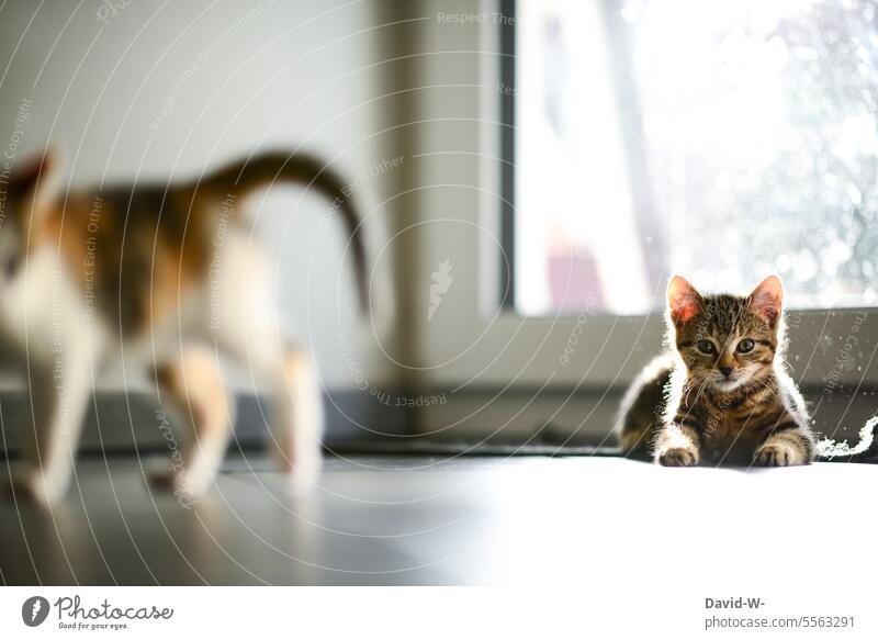 kleine Kätzchen in ihrem zu Hause Katzen kitten Haustier Blick in die Kamera beobachten niedlich Sonnenlicht konzentriert Hauskatze Neugier