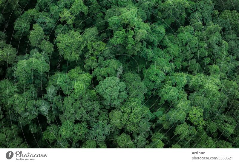 Luftaufnahme von grünen Bäumen im Wald. Drone Blick auf dichten grünen Baum fängt CO2. Grüner Baum Natur Hintergrund für Kohlenstoff-Neutralität und Netto-Null-Emissionen-Konzept. Nachhaltige grüne Umwelt.