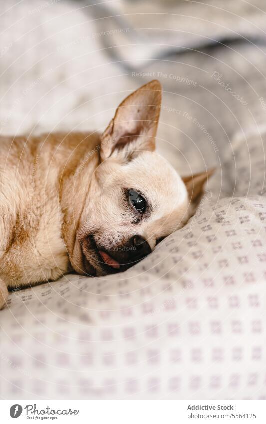 Chihuahua ruht sich zu Hause aus Haustier LAZY Hund müde friedlich sich[Akk] entspannen Tier Gelassenheit Reinrassig Mittagsschlaf Stammbaum Eckzahn züchten