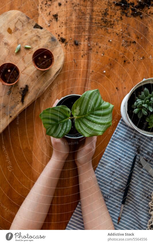 Unbekannte Frau in Schürze mit grüner Blattpflanze am Schreibtisch Gärtner Pflanze bestäuben Flasche Topf zu Hause stehen Gartenbau kultivieren Pflege
