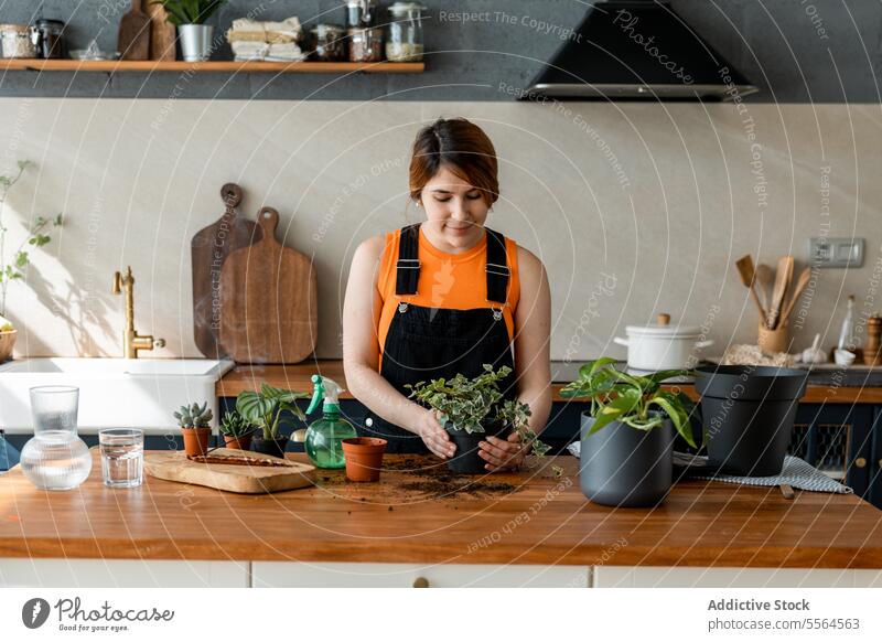 Glückliche junge Frau am Tisch mit Grünpflanzen im Tageslicht stehend Gärtner Schürze Pflanze Topf Oberfläche Lächeln Karton grün zu Hause hölzern Arbeit Hobby