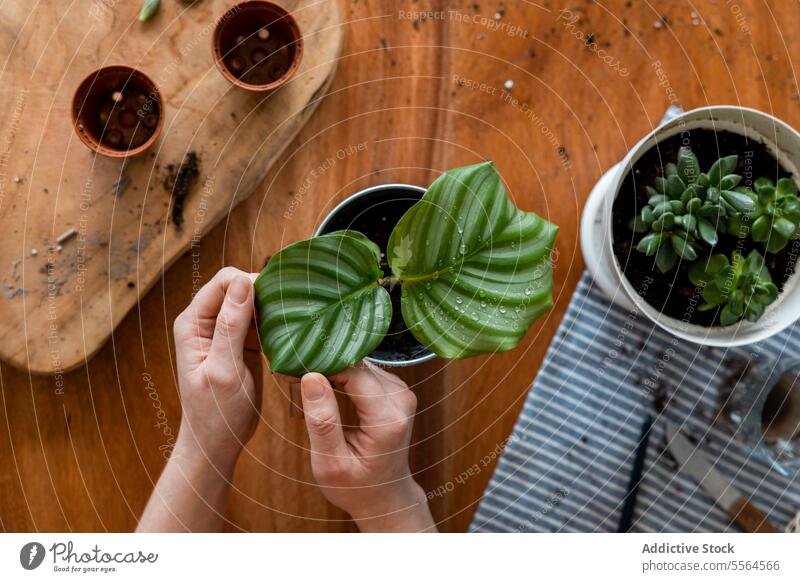 Unbekannte Frau in Schürze mit grüner Blattpflanze am Schreibtisch Gärtner Pflanze bestäuben Flasche Topf zu Hause stehen Gartenbau kultivieren Pflege