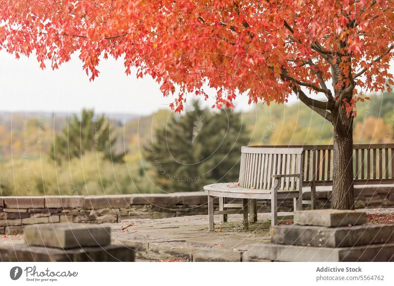 Herbstpark mit Herbstbaum, Holzbänken und Steinzaun bei Tageslicht Natur Blume Baum Berge u. Gebirge Blüte Flora Blütezeit Bank Landschaft Pflanze Umwelt