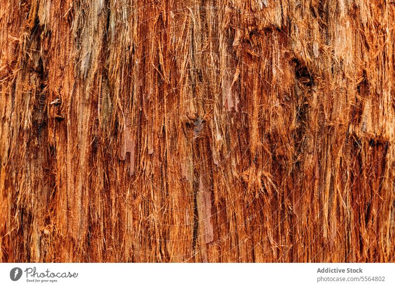 Nahaufnahme eines mächtigen Holzbaums im Wald Baum Kofferraum hölzern Waldgebiet braun Textur alt Hintergrund natürlich Natur antik Spanien gealtert Umwelt