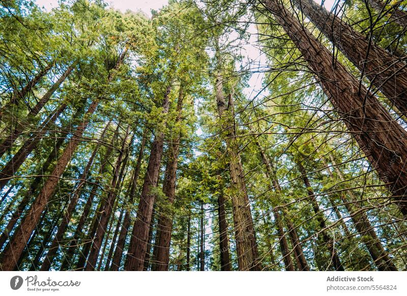 Hohe Bäume im grünen Wald an einem sonnigen Tag Baum Natur Laubwerk natürlich Umwelt Wachstum hoch Ast Kofferraum Sommer Wälder wachsen Landschaft vegetieren