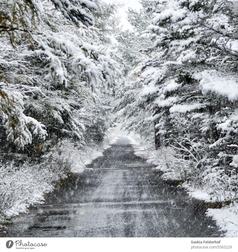 Blick auf einen Weg mit schneebedeckten Bäumen Schnee Natur Winterlandschaft verschneite Schneefall saisonbedingt Umwelt kalt weiß Wetter Frost gefroren Wald