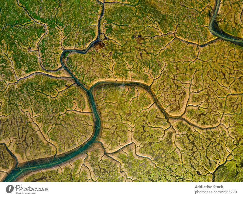 Sich schlängelnde Flüsse durch lebendiges Sumpfland von oben Antenne Ansicht Fluss Sumpfgebiet grün Natur Muster Dröhnen Landschaft Wasser Vegetation wild