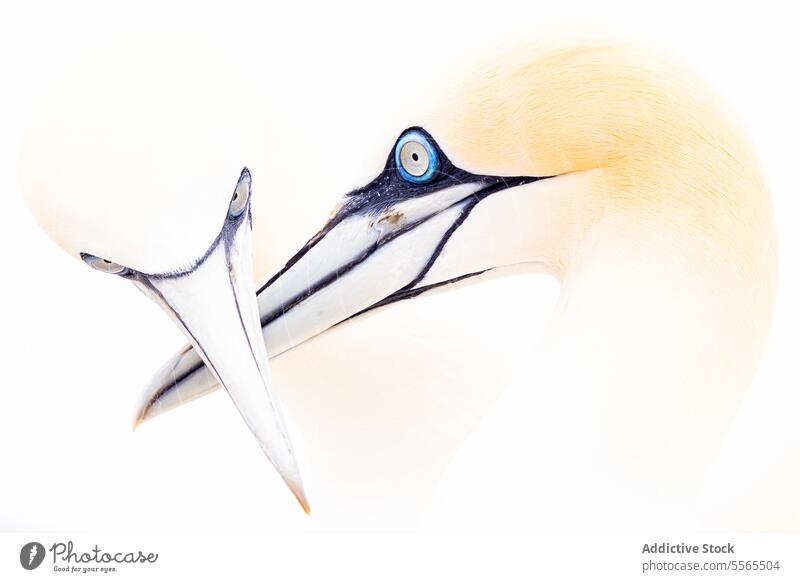 Der fesselnde Blick des Basstölpels Vogel Tölpel nördlich Schnabel Auge blau weiß Nahaufnahme Republik Irland Tierwelt Natur Feder aquatisch marin Seevogel