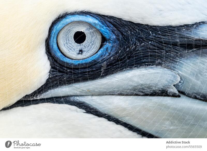 Auge und strukturiertes Gefieder des Basstölpels in allen Einzelheiten Tölpel nördlich blau Textur Feder Detailaufnahme Republik Irland Vogel marin
