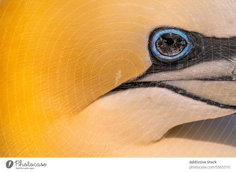 Detailliertes Makro des Auges eines Basstölpels inmitten eines gelben Federkleides Tölpel nördlich Republik Irland Vogel Grippe Natur Tierwelt Gefieder Farbe