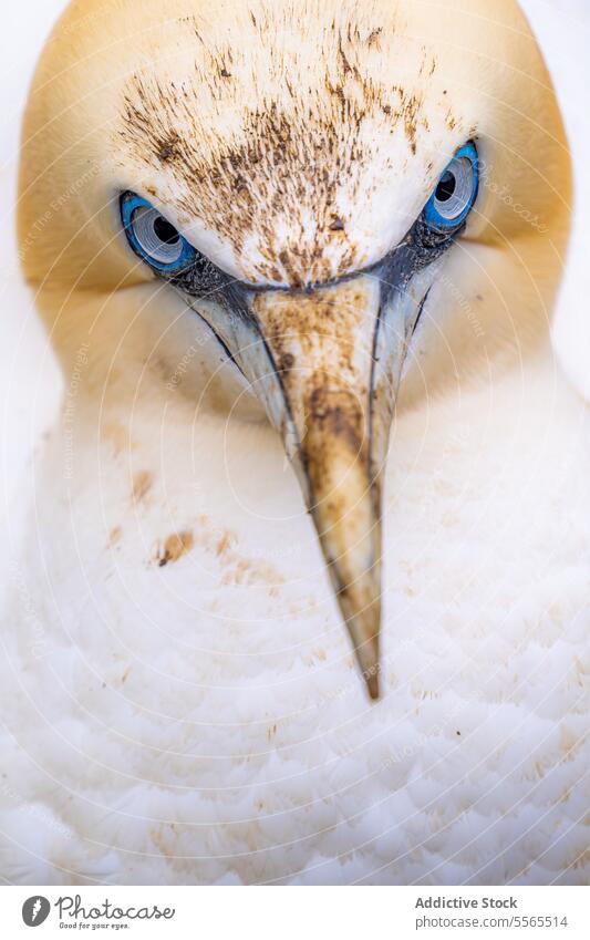 Intimer Einblick in den Blick eines Basstölpels Tölpel nördlich Nahaufnahme Auge Feder Detailaufnahme Schönheit Natur Vogel Republik Irland Morus bassanus