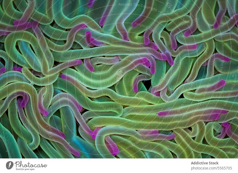 Eine Nahaufnahme einer grün-rosa Seeanemone Hintergrund Seeanemonen abschließen pulsierend Meereslebewesen unter Wasser Textur Asturien Spanien Korallen