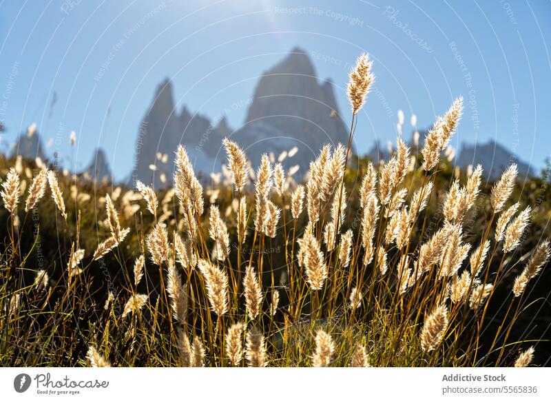 Ein Feld mit hohem Gras und Bergen im Hintergrund argentinisch Patagonien Landschaft Natur malerisch im Freien Wildnis Schönheit ländlich panoramisch Horizont
