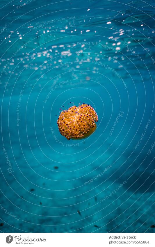 Eine orangefarbene Seeanemone schwimmt im Meerwasser Kuhschelle MEER fliegend Wasser unter Wasser Menorca Mittelmeer Strand Sommer Urlaub Freizeit Spaß