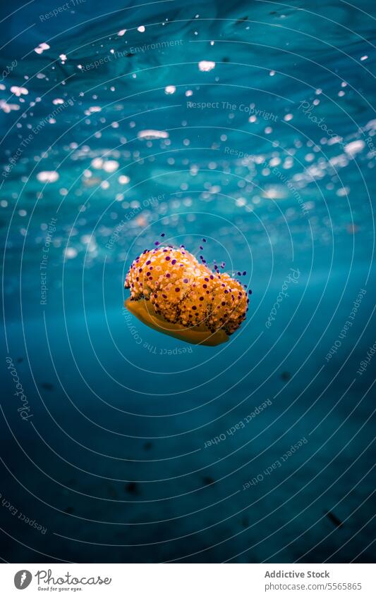 Eine orangefarbene Seeanemone schwimmt im Meerwasser Kuhschelle MEER fliegend Wasser unter Wasser Menorca Mittelmeer Strand Sommer Urlaub Freizeit Spaß