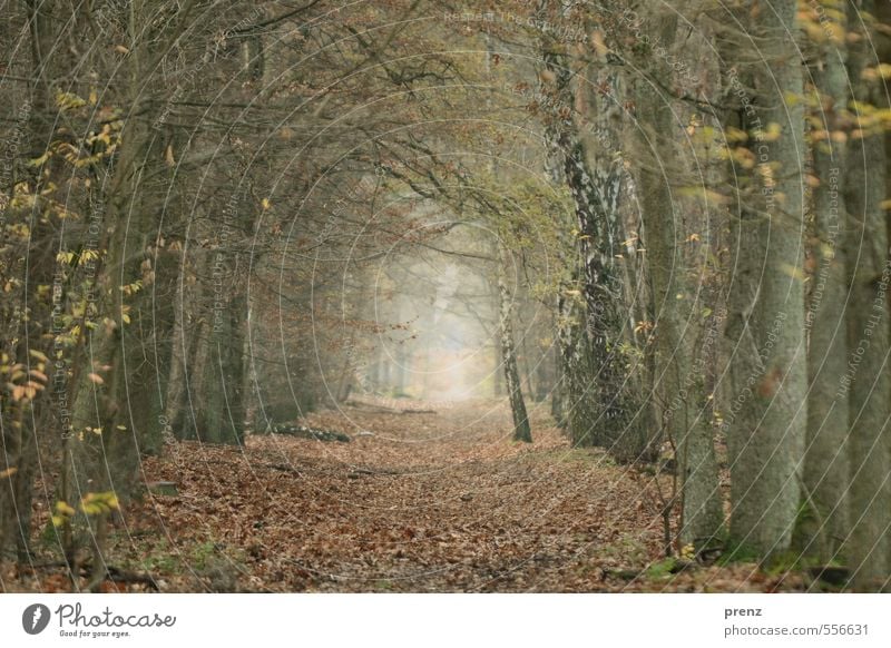 Waldweg - Grunewald Umwelt Natur Pflanze Herbst Winter braun grau Blatt Wege & Pfade Zweige u. Äste Buche Eiche Allee Farbfoto Außenaufnahme Menschenleer