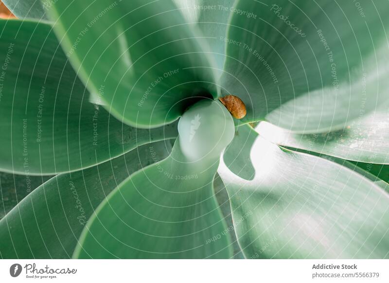 Schnecke macht eine Pause auf einem glatten, saftigen Blatt Riesenglanzschnecke Sukkulente grün Natur Nahaufnahme Tierwelt langsam Weichtier Pflanze Garten