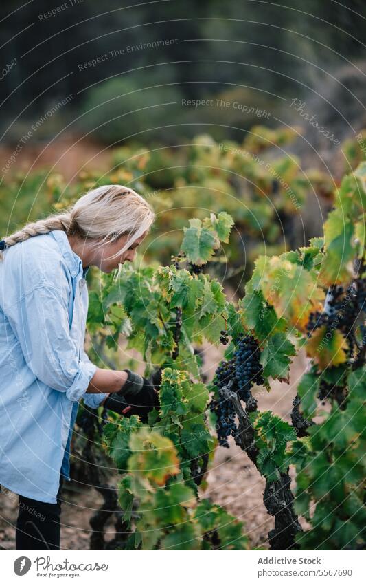 Frau erntet frische Weintrauben auf einem Bauernhof Landwirt Kommissionierung reif Traube Weinberg Seitenansicht blond Fokus Freizeitkleidung Arbeit Frucht