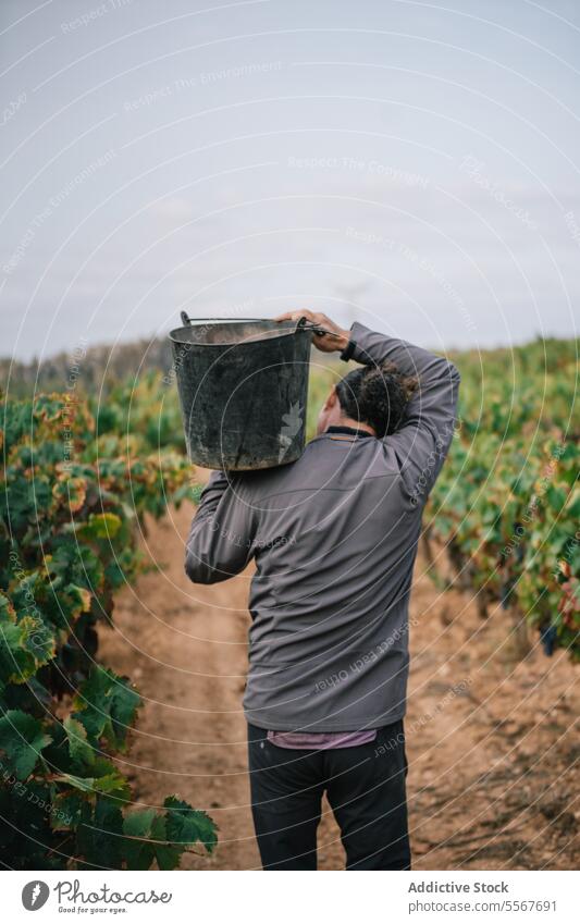 Anonymer Mann mit Eimer bei der Ernte von Bio-Trauben Landwirt tragen Weinberg Frucht Schonung Freizeitkleidung Arbeit Pflanze Bauernhof stehen Ackerbau Weingut