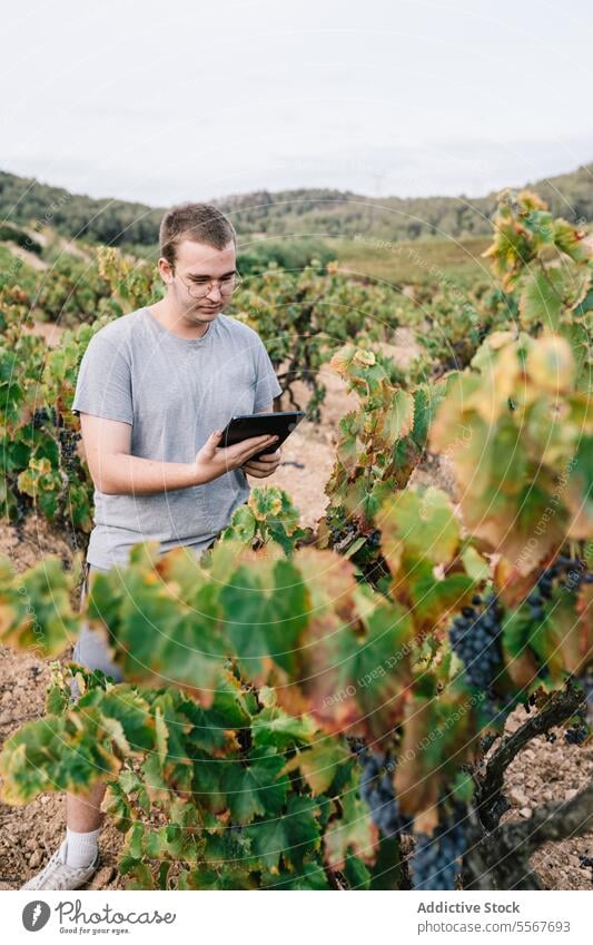 Männlicher Landwirt bei der Arbeit über einer Tafel im Weinberg Agronomin digital Tablette untersuchen Traube Brille Freizeitkleidung Fokus Landschaft wachsen