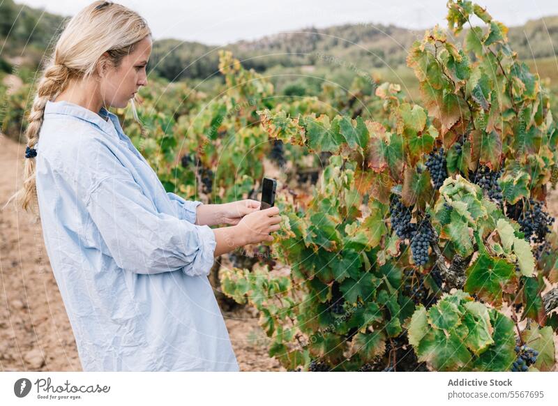 Frau benutzt digitales Tablet im Weinberg Agronomin Tablette untersuchen Seitenansicht Fokus Freizeitkleidung Gerät Traube Frucht Internet wachsen Natur grün