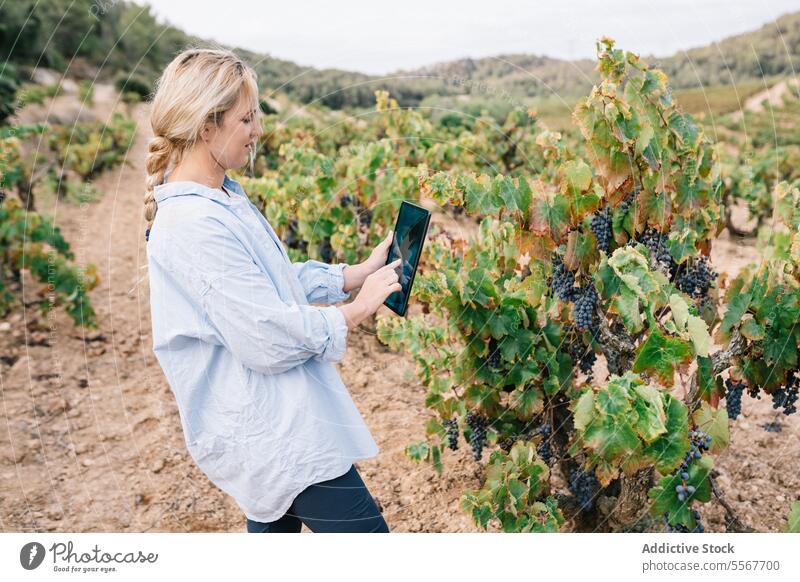 Frau benutzt digitales Tablet im Weinberg Agronomin Tablette untersuchen Seitenansicht Fokus Freizeitkleidung Gerät Traube Frucht Internet wachsen Natur grün