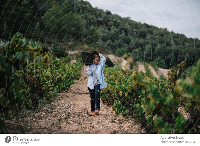 Frau trägt Eimer bei der Ernte von Bio-Trauben Landwirt tragen Weinberg Frucht Schonung Freizeitkleidung Arbeit Pflanze Bauernhof stehen Ackerbau Weingut Natur