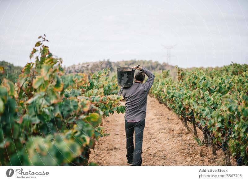 Anonymer Mann mit Eimer bei der Ernte von Bio-Trauben Landwirt tragen Weinberg Frucht Schonung Freizeitkleidung Arbeit Pflanze Bauernhof stehen Ackerbau Weingut