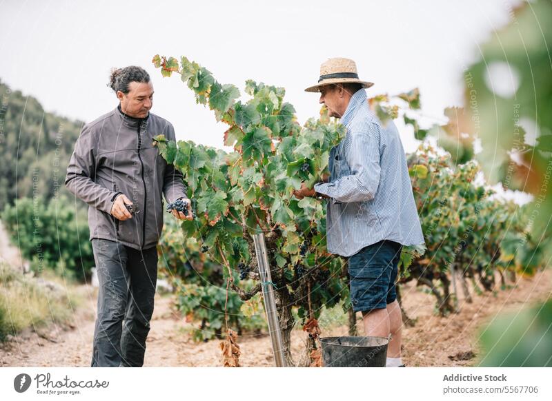 Männliche Mitarbeiter bei der Weinlese auf einem Bauernhof Landwirt Kommissionierung Traube Ernte Weinberg organisch Mitarbeiterin Beschneidung Scheren