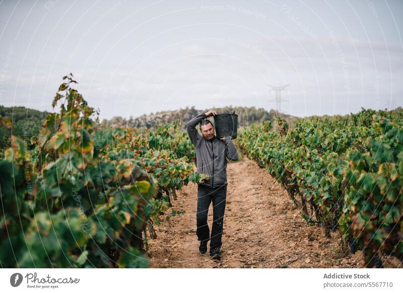 Mann trägt Eimer bei der Ernte von Bio-Trauben Landwirt tragen Weinberg Frucht Schonung Freizeitkleidung Arbeit Pflanze Bauernhof stehen Ackerbau Weingut Natur