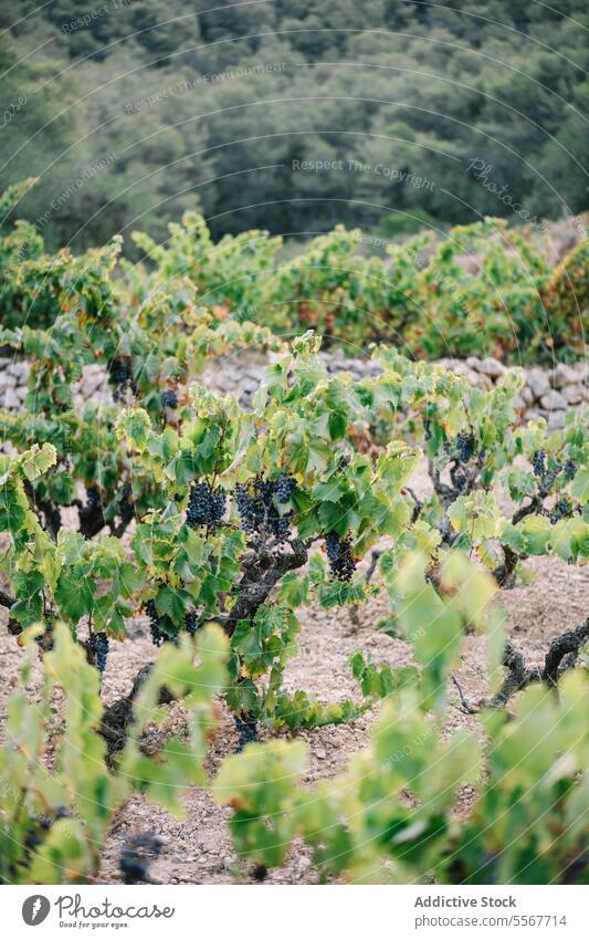 Reife Trauben an den Weinstöcken auf dem Bauernhof Weinberg Frucht Haufen frisch wachsen üppig (Wuchs) Pflanze Ackerbau Landschaft Natur ländlich Lebensmittel