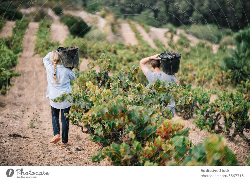 Anonymer Mann und Frau tragen Eimer bei der Ernte von Bio-Trauben Landwirt Weinberg Frucht Schonung Freizeitkleidung Arbeit Pflanze Bauernhof stehen Ackerbau
