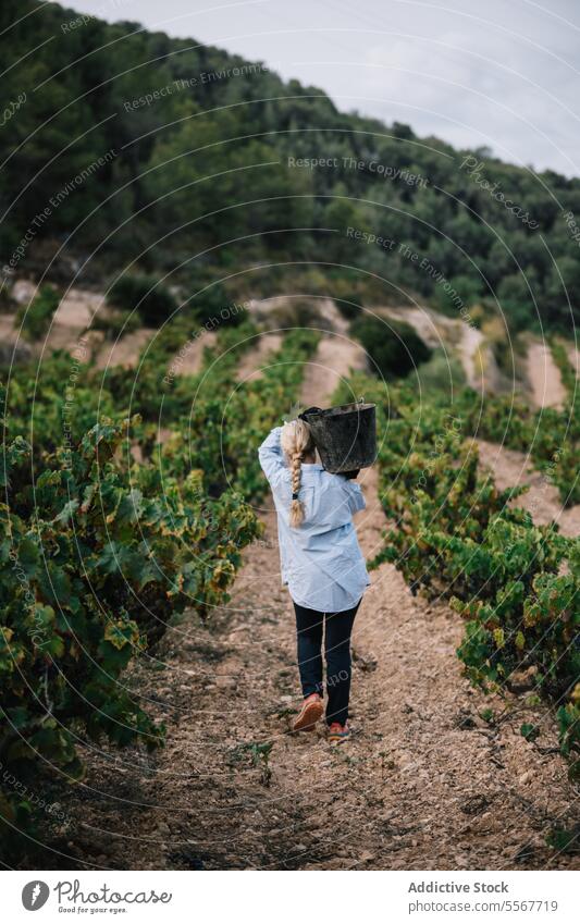 Anonyme Frau trägt Eimer bei der Ernte von Bio-Trauben Landwirt tragen Weinberg Frucht Schonung Freizeitkleidung Arbeit Pflanze Bauernhof stehen Ackerbau