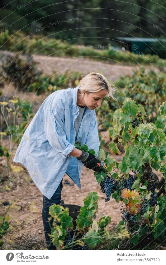 Winzer bei der Weinlese in einer landwirtschaftlichen Plantage Landwirt Frau Kommissionierung reif Traube Weinberg Seitenansicht blond Fokus Freizeitkleidung
