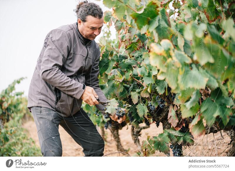 Mann bei der Weinlese mit Werkzeug auf einem Bauernhof Winzer Kommissionierung Traube Beschneidung Scheren Fokus Landwirt reif Weinberg Freizeitkleidung Arbeit