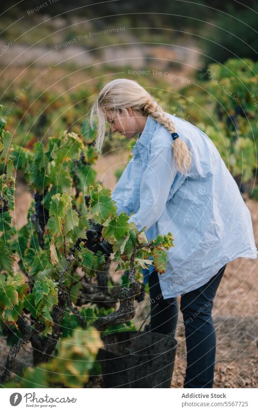 Frau erntet frische Weintrauben auf einem Bauernhof Landwirt Kommissionierung reif Traube Weinberg Seitenansicht blond Fokus Freizeitkleidung Arbeit Frucht