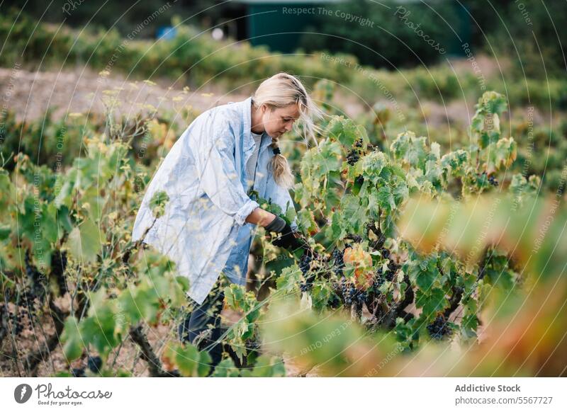 Winzer bei der Weinlese in einer landwirtschaftlichen Plantage Landwirt Frau Kommissionierung reif Traube Weinberg Seitenansicht blond Fokus Freizeitkleidung
