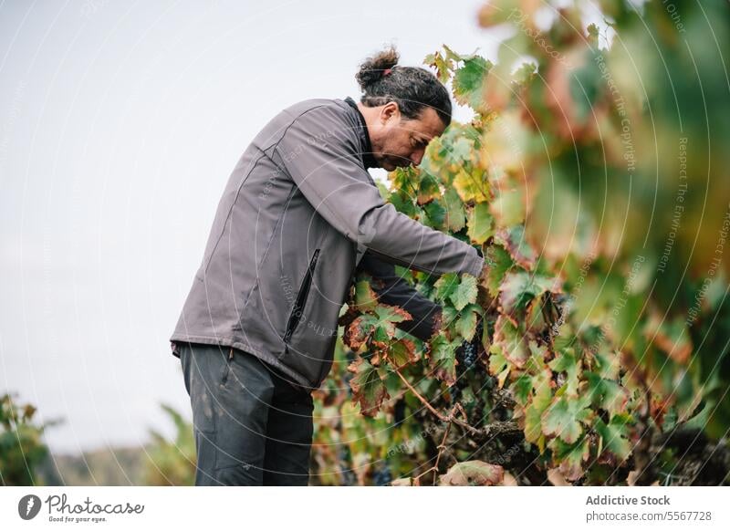 Mann bei der Weinlese mit Werkzeug auf einem Bauernhof Winzer Kommissionierung Traube Beschneidung Scheren Fokus Landwirt reif Weinberg Freizeitkleidung Arbeit