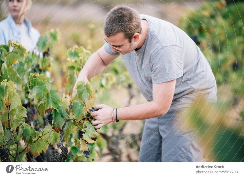 Winzer bei der Traubenernte in einer landwirtschaftlichen Plantage Landwirt Kommissionierung Haufen reif Beschneidung Scheren Ernte Frucht Mitarbeiterin