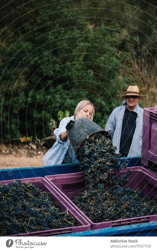 Mann betrachtet Frau, die einen Lastwagen mit Weintrauben belädt Landwirt Mitarbeiterin Traube Eimer frisch Weinberg Blick ländlich natürlich Lebensmittel reif
