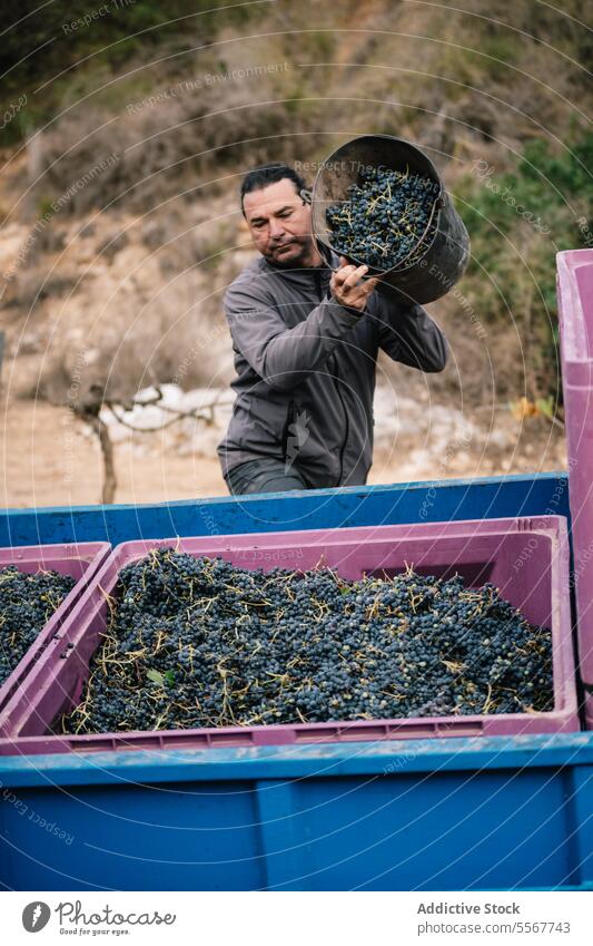Älterer Mann, der einen Lastwagen mit Weintrauben belädt Landwirt Traube Eimer frisch Weinberg ländlich natürlich Lebensmittel reif viele Job Industrie Pflanze
