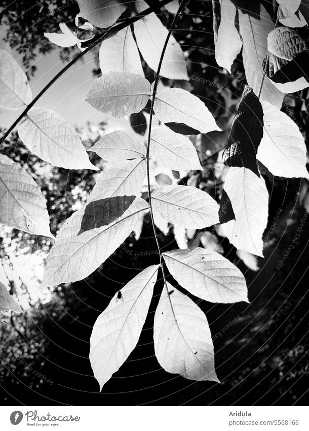 Blätter im Gegenlicht mit Fliege s/w Sonne Licht Sonnenschein Sonnenlicht Natur Sonnenstrahlen Baum Kontrast Herbst Blatt Wald Schönes Wetter Insekt Schatten